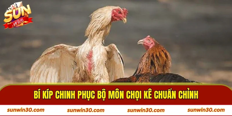 Bí kíp chinh phục bộ môn chọi kê chuẩn chỉnh