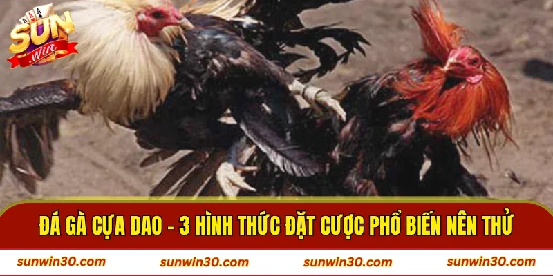 Đá Gà Cựa Dao