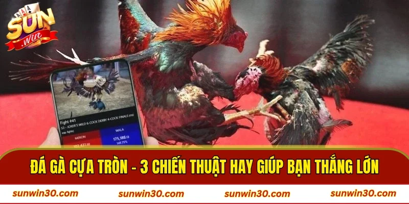 Đá Gà Cựa Tròn