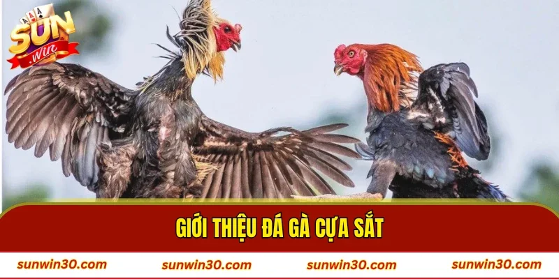 Giới thiệu đá gà cựa sắt