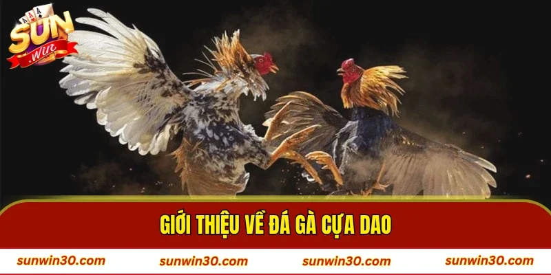 Giới thiệu về đá gà cựa dao