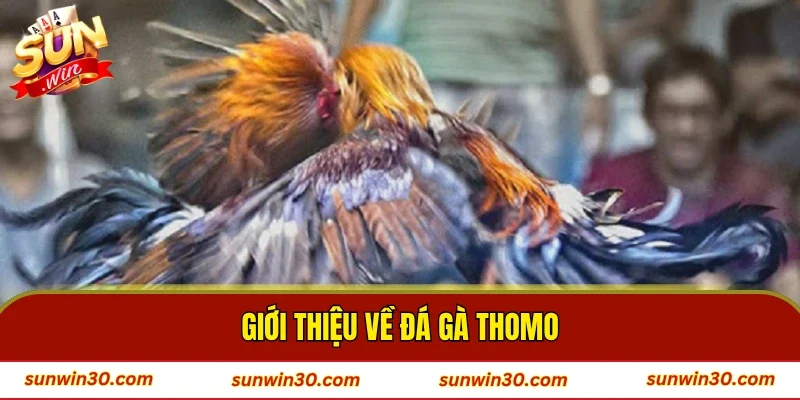 Giới thiệu về đá gà Thomo