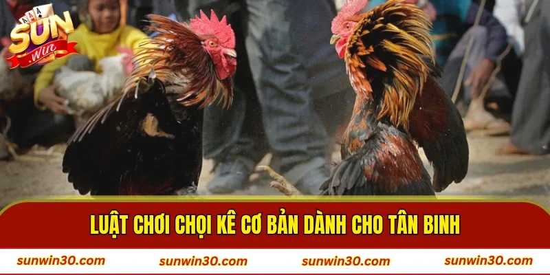 Luật chơi chọi kê cơ bản dành cho tân binh